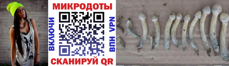 Псилоцибиновые грибы Psilocybe  Купить  Черняховск 